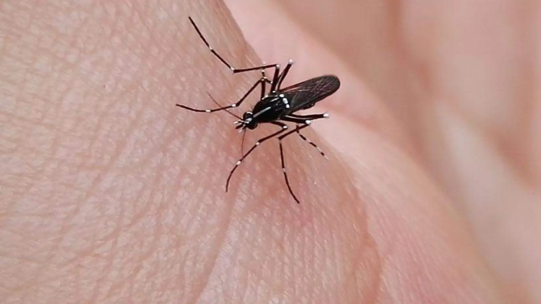 Mosquito Aedes albopictus